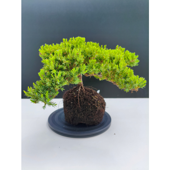 Żywe Drzewko Bonsai Jałowiec Rozesłany Procumbens 11-letni +GRATIS 492