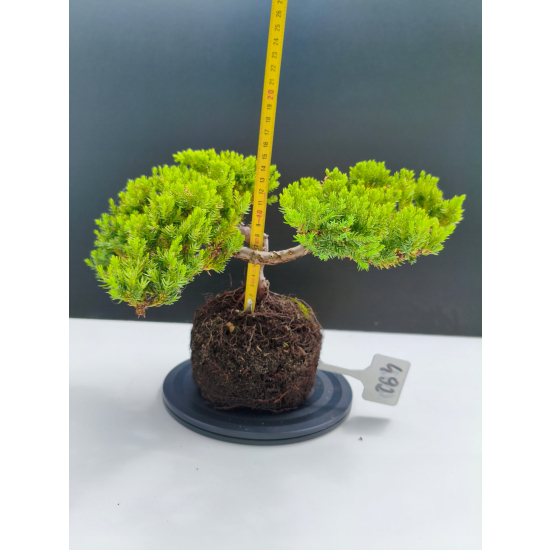Żywe Drzewko Bonsai Jałowiec Rozesłany Procumbens 11-letni +GRATIS 492