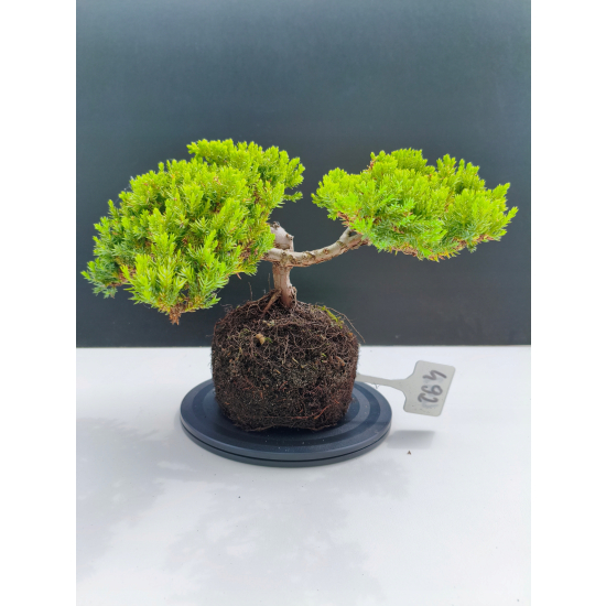 Żywe Drzewko Bonsai Jałowiec Rozesłany Procumbens 11-letni +GRATIS 492