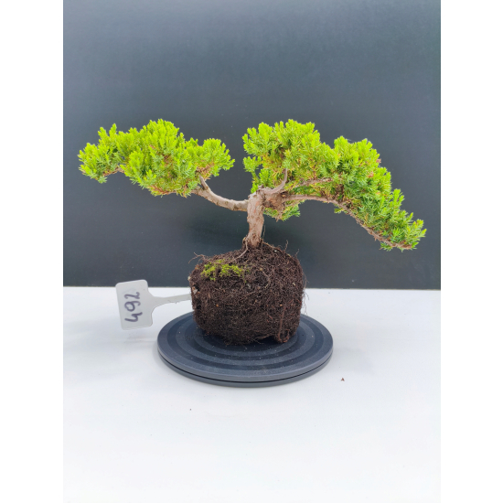 Żywe Drzewko Bonsai Jałowiec Rozesłany Procumbens 11-letni +GRATIS 492