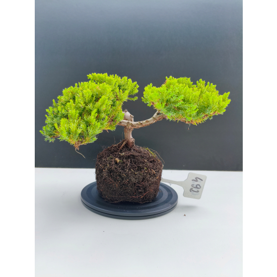 Żywe Drzewko Bonsai Jałowiec Rozesłany Procumbens 11-letni +GRATIS 492