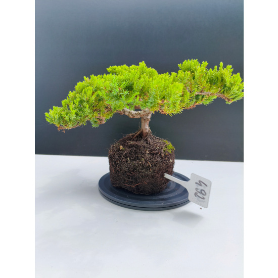 Żywe Drzewko Bonsai Jałowiec Rozesłany Procumbens 11-letni +GRATIS 492