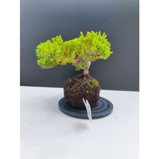 Żywe Drzewko Bonsai Jałowiec Rozesłany Procumbens 11-letni +GRATIS 492