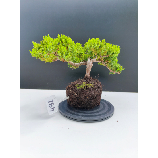 Żywe Drzewko Bonsai Jałowiec Rozesłany Procumbens 11-letni +GRATIS 492