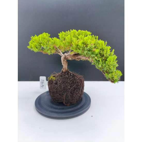 Żywe Drzewko Bonsai Jałowiec Rozesłany Procumbens 11-letni +GRATIS 492