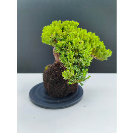 Żywe Drzewko Bonsai Jałowiec Rozesłany Procumbens 11-letni +GRATIS 492