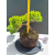 Żywe Drzewko Bonsai Jałowiec Rozesłany Procumbens 11-letni +GRATIS 533