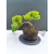 Żywe Drzewko Bonsai Jałowiec Rozesłany Procumbens 11-letni +GRATIS 533