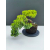Żywe Drzewko Bonsai Jałowiec Rozesłany Procumbens 11-letni +GRATIS 533