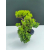 Żywe Drzewko Bonsai Jałowiec Rozesłany Procumbens 11-letni +GRATIS 533