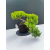 Żywe Drzewko Bonsai Jałowiec Rozesłany Procumbens 11-letni +GRATIS 533