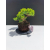Żywe Drzewko Bonsai Jałowiec Rozesłany Procumbens 11-letni +GRATIS 533