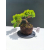 Żywe Drzewko Bonsai Jałowiec Rozesłany Procumbens 11-letni +GRATIS 533