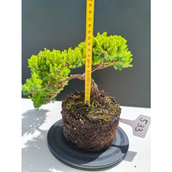 Żywe Drzewko Bonsai Jałowiec Rozesłany Procumbens 11-letni +GRATIS 533