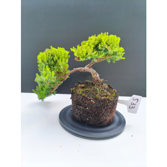 Żywe Drzewko Bonsai Jałowiec Rozesłany Procumbens 11-letni +GRATIS 533