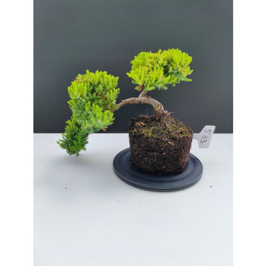 Żywe Drzewko Bonsai Jałowiec Rozesłany Procumbens 11-letni +GRATIS 533