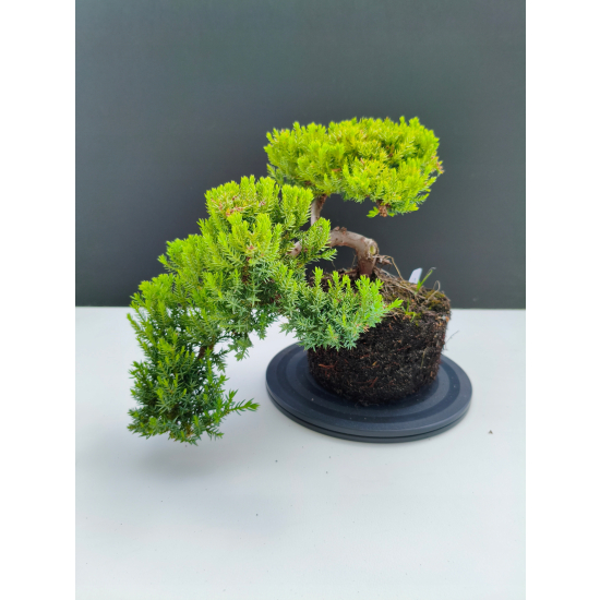 Żywe Drzewko Bonsai Jałowiec Rozesłany Procumbens 11-letni +GRATIS 533