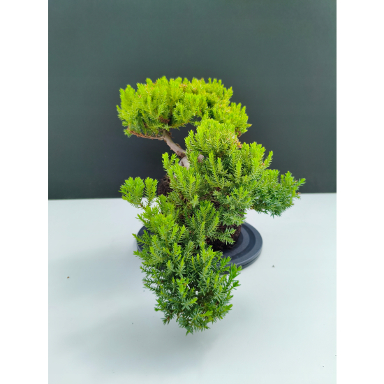 Żywe Drzewko Bonsai Jałowiec Rozesłany Procumbens 11-letni +GRATIS 533