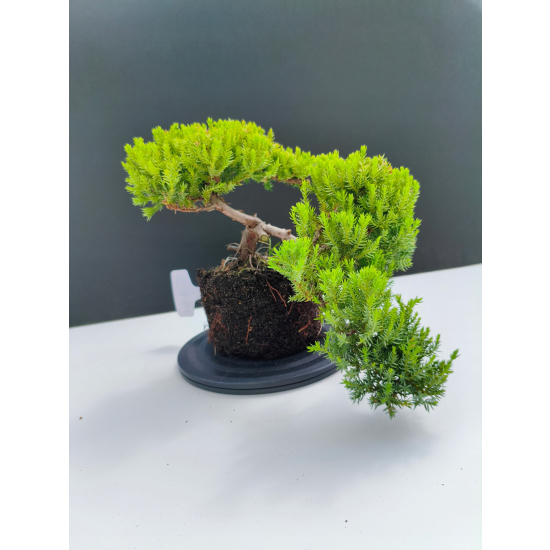 Żywe Drzewko Bonsai Jałowiec Rozesłany Procumbens 11-letni +GRATIS 533