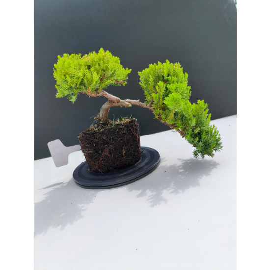 Żywe Drzewko Bonsai Jałowiec Rozesłany Procumbens 11-letni +GRATIS 533