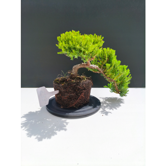 Żywe Drzewko Bonsai Jałowiec Rozesłany Procumbens 11-letni +GRATIS 533