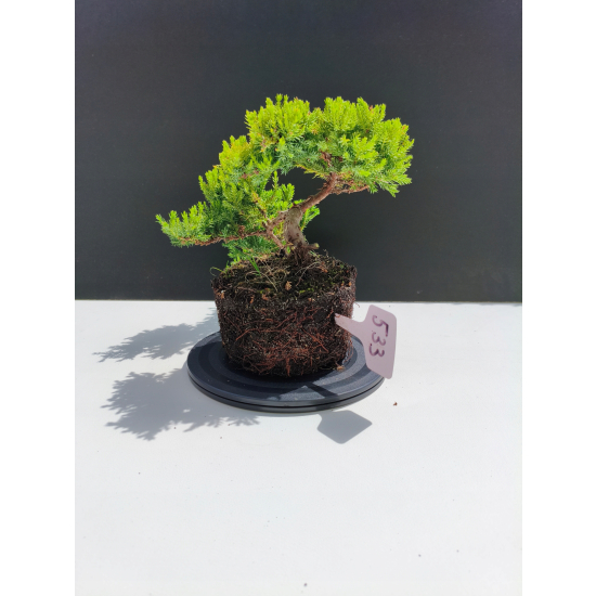 Żywe Drzewko Bonsai Jałowiec Rozesłany Procumbens 11-letni +GRATIS 533