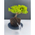Żywe Drzewko Bonsai Jałowiec Rozesłany Procumbens 11-letni +GRATIS 517