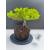 Żywe Drzewko Bonsai Jałowiec Rozesłany Procumbens 11-letni +GRATIS 517