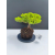 Żywe Drzewko Bonsai Jałowiec Rozesłany Procumbens 11-letni +GRATIS 517