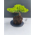Żywe Drzewko Bonsai Jałowiec Rozesłany Procumbens 11-letni +GRATIS 517