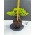 Żywe Drzewko Bonsai Jałowiec Rozesłany Procumbens 11-letni +GRATIS 517