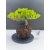Żywe Drzewko Bonsai Jałowiec Rozesłany Procumbens 11-letni +GRATIS 517