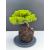 Żywe Drzewko Bonsai Jałowiec Rozesłany Procumbens 11-letni +GRATIS 517