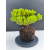 Żywe Drzewko Bonsai Jałowiec Rozesłany Procumbens 11-letni +GRATIS 517