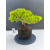Żywe Drzewko Bonsai Jałowiec Rozesłany Procumbens 11-letni +GRATIS 517