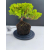 Żywe Drzewko Bonsai Jałowiec Rozesłany Procumbens 11-letni +GRATIS 517