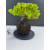 Żywe Drzewko Bonsai Jałowiec Rozesłany Procumbens 11-letni +GRATIS 517