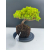 Żywe Drzewko Bonsai Jałowiec Rozesłany Procumbens 11-letni +GRATIS 517