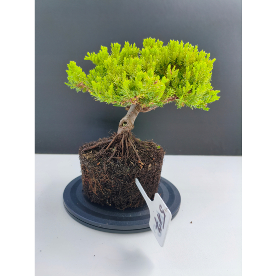Żywe Drzewko Bonsai Jałowiec Rozesłany Procumbens 11-letni +GRATIS 517