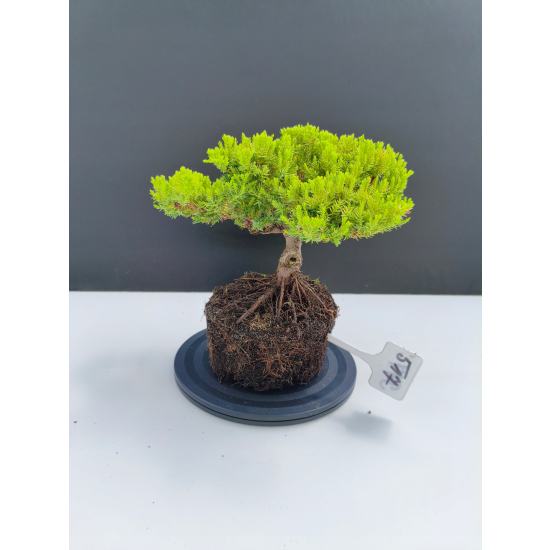Żywe Drzewko Bonsai Jałowiec Rozesłany Procumbens 11-letni +GRATIS 517