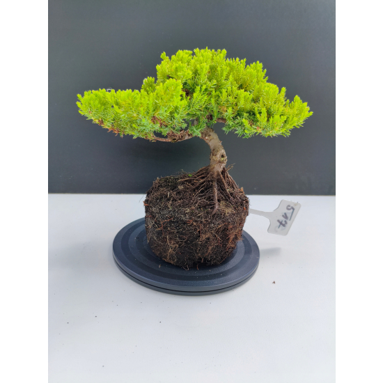Żywe Drzewko Bonsai Jałowiec Rozesłany Procumbens 11-letni +GRATIS 517