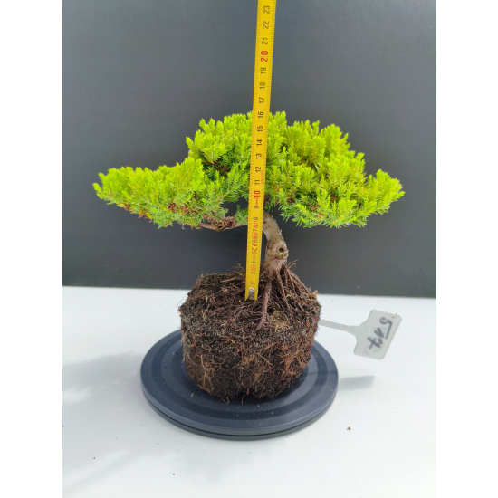 Żywe Drzewko Bonsai Jałowiec Rozesłany Procumbens 11-letni +GRATIS 517