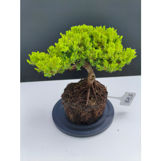 Żywe Drzewko Bonsai Jałowiec Rozesłany Procumbens 11-letni +GRATIS 517