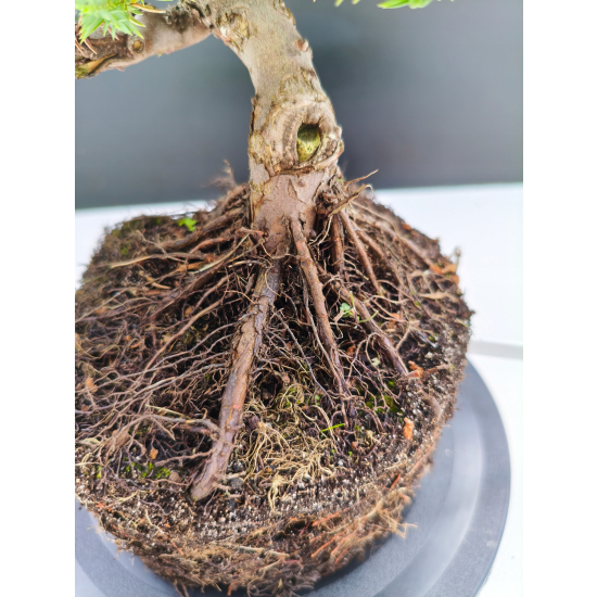 Żywe Drzewko Bonsai Jałowiec Rozesłany Procumbens 11-letni +GRATIS 517