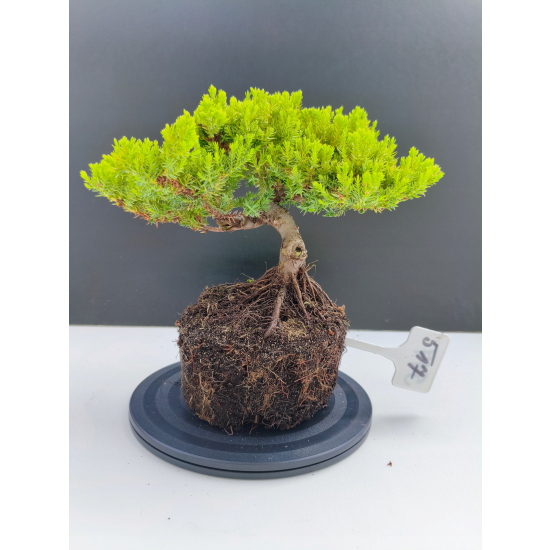 Żywe Drzewko Bonsai Jałowiec Rozesłany Procumbens 11-letni +GRATIS 517