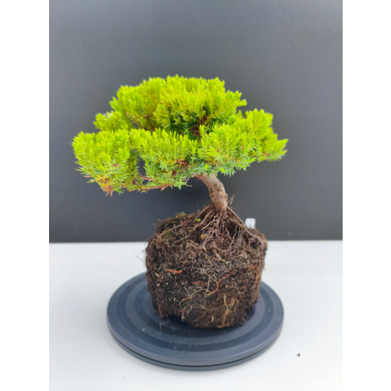 Żywe Drzewko Bonsai Jałowiec Rozesłany Procumbens 11-letni +GRATIS 517
