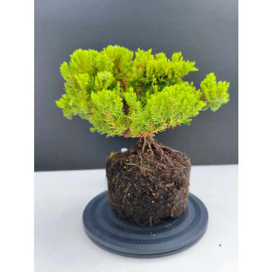 Żywe Drzewko Bonsai Jałowiec Rozesłany Procumbens 11-letni +GRATIS 517