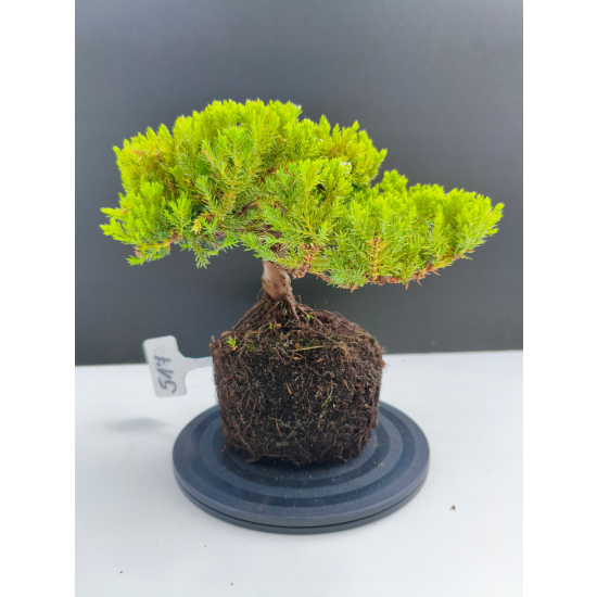 Żywe Drzewko Bonsai Jałowiec Rozesłany Procumbens 11-letni +GRATIS 517
