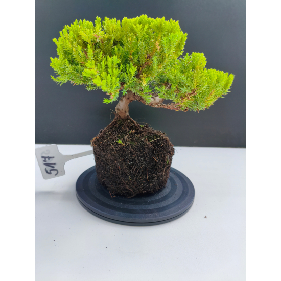 Żywe Drzewko Bonsai Jałowiec Rozesłany Procumbens 11-letni +GRATIS 517