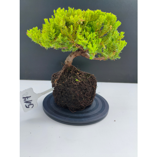 Żywe Drzewko Bonsai Jałowiec Rozesłany Procumbens 11-letni +GRATIS 517